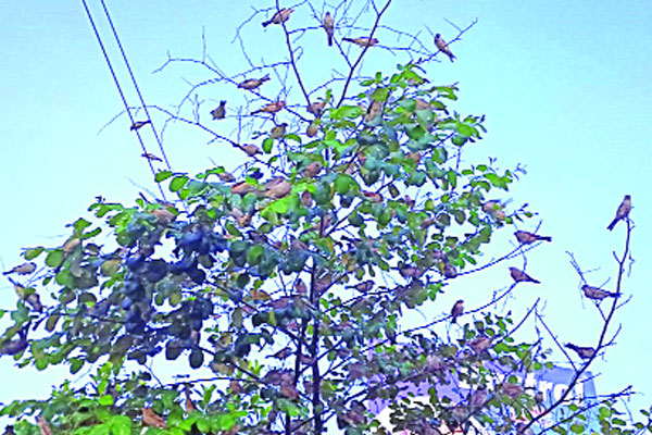 বীরগঞ্জের তাজমহল এলাকা চড়ুই পাখির অভয়ারণ্য