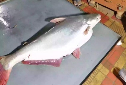 বড়শিতে ১৭ কেজির পাঙাশ, বিক্রি ২২ হাজার টাকা