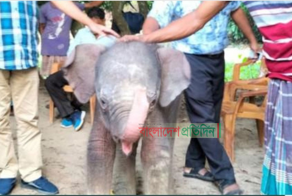 ১ মাস বয়সী হাতি শাবকের ঠাঁই হলো সাফারি পার্কে