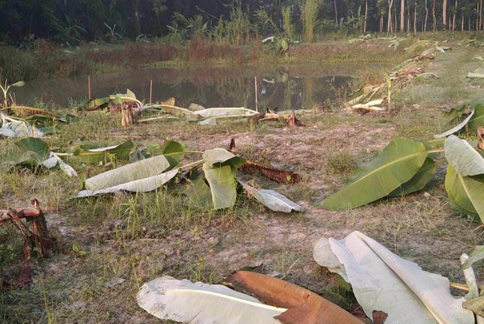 বানারীপাড়ায় গাছের সঙ্গে শত্রুতা