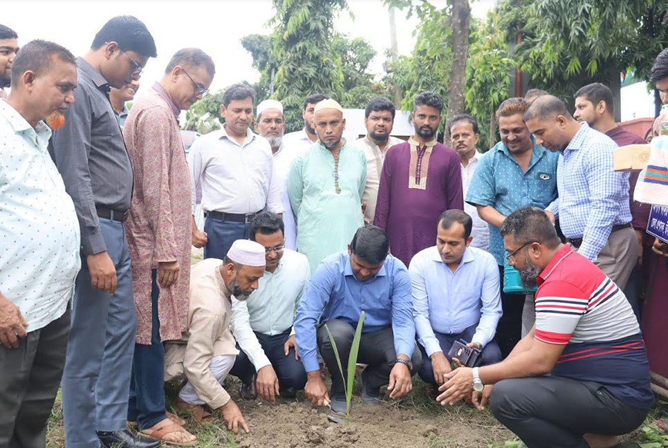 চাঁদপুরে তালগাছ রোপণ কর্মসূচি
