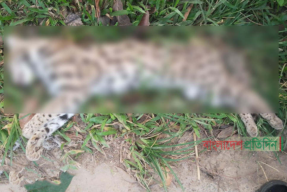 সখীপুরে খাদ্য সংগ্রহে লোকালয়ে এসে মারা যাচ্ছে বন্যপ্রাণী