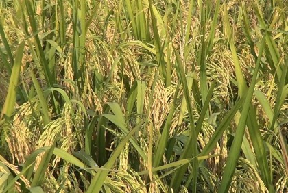 
নীলফামারীতে বিনা ধান ১৭ এর বাম্পার ফলন