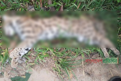 সখীপুরে খাদ্য সংগ্রহে লোকালয়ে এসে মারা যাচ্ছে বন্যপ্রাণী
