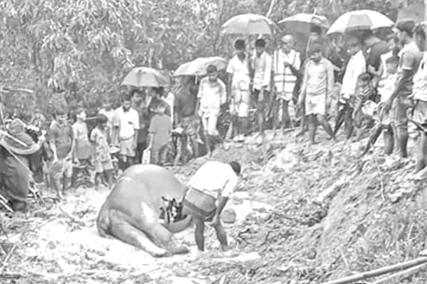 রামুর গহিন পাহাড়ে বাচ্চা হাতির লাশ