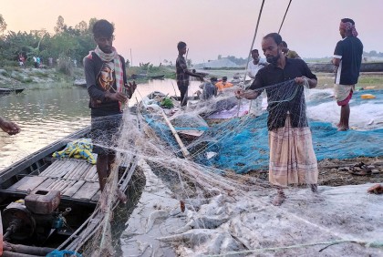 নিষেধাজ্ঞা উপেক্ষা করে মা ইলিশ শিকার