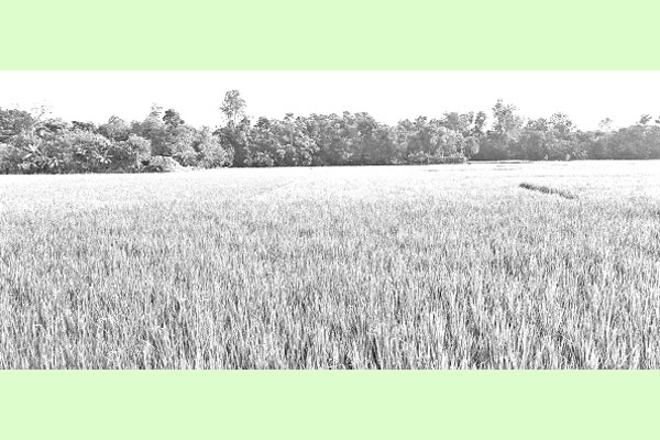 আমন খেতে গোড়া পচা রোগ