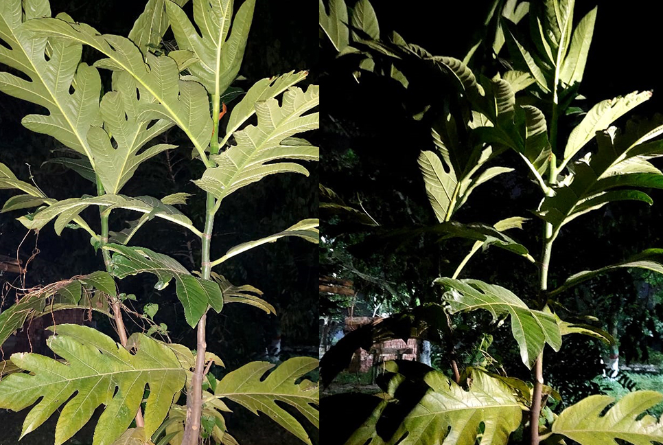 বেরোবিতে বেড়ে উঠছে দুর্লভ রুটিফলের গাছ