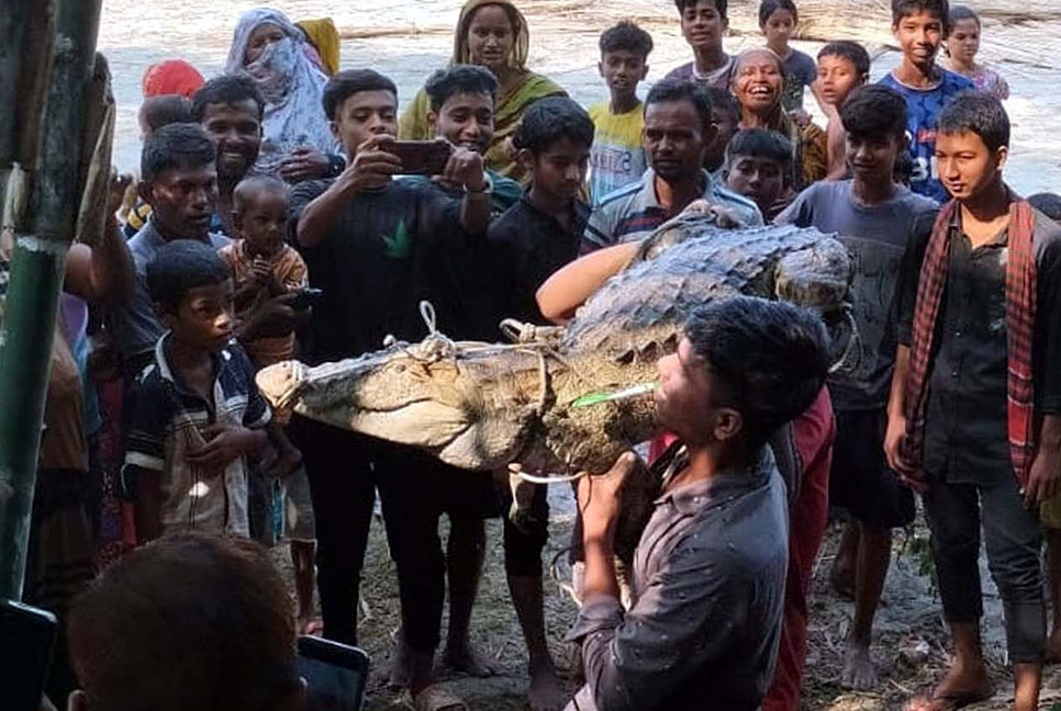 নড়াইলে নদী থেকে কুমির উদ্ধার