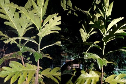 বেরোবিতে বেড়ে উঠছে দুর্লভ রুটিফলের গাছ