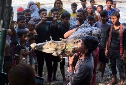নড়াইলে নদী থেকে কুমির উদ্ধার