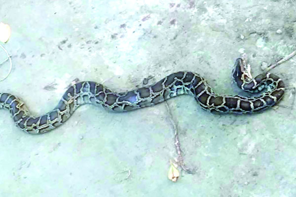 ১২ ফুট লম্বা অজগর উদ্ধার