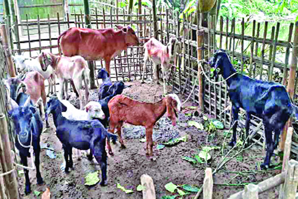 যে কারণে হারিয়ে গেল খোঁয়াড়