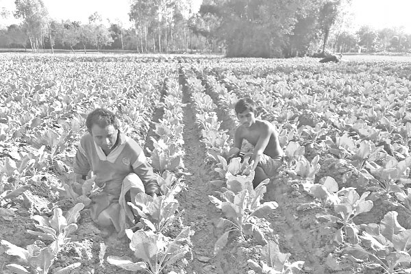 রকমারি সবজি চাষে ব্যস্ত কৃষক