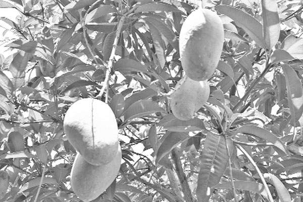 ভাগ্য পরিবর্তনের আম কাটিমন
