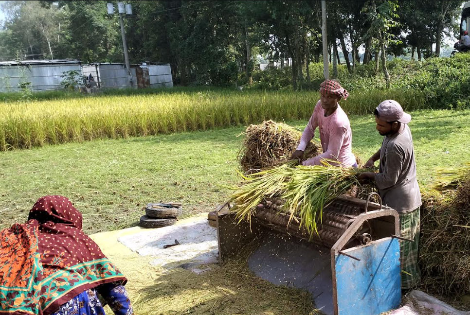 আমনে কার্তিকের মঙ্গা দূর, ধানের শীষে কৃষকের হাসি