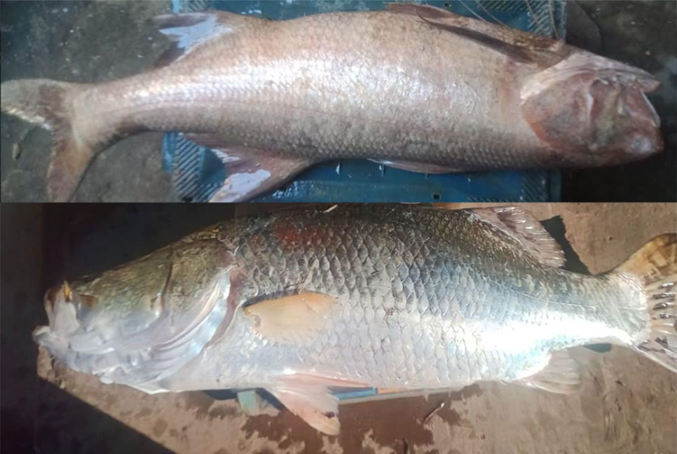 নাফনদীতে বড়শিতে ধরা পড়লো কোরাল-লাক্কা মাছ 