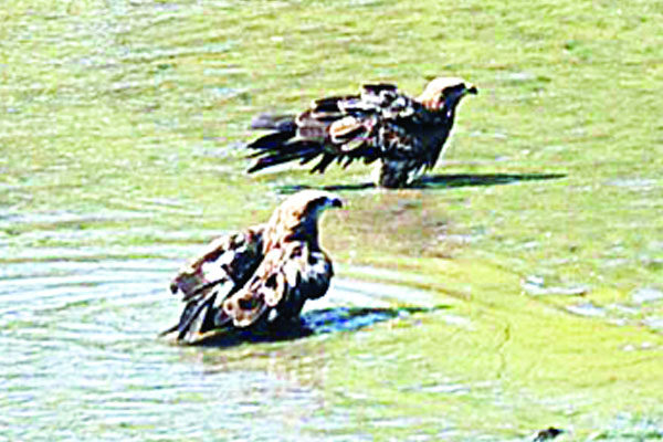 হারিয়ে যাচ্ছে ভুবনচিল