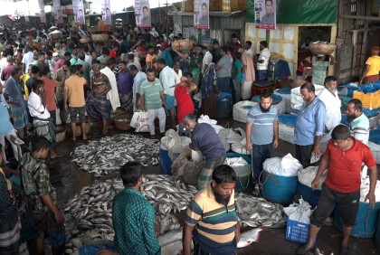 ২২ দিনের নিষেধাজ্ঞা শেষে বরিশালের পোর্ট রোড আড়তে হাজার মণ ইলিশ