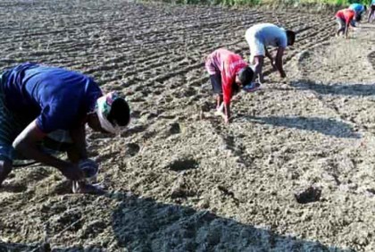 আগাম ভুট্টা চাষে ঝুঁকছেন কৃষকেরা