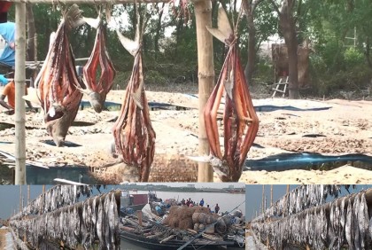 দুবলায় শুঁটকির মৌসুম শুরু