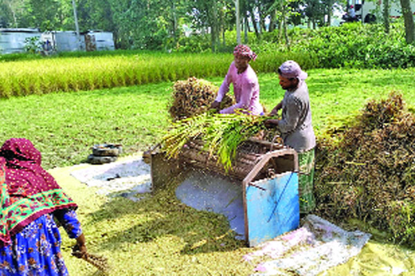 আমনে কার্তিকের মঙ্গা দূর, ধানের শীষে কৃষকের হাসি