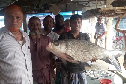এক কাতল বিক্রি হলো ২৩ হাজার টাকায়