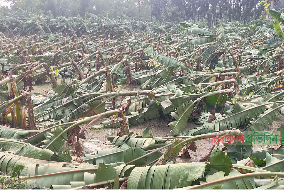 ঝিনাইদহে হঠাৎ ঝড়ে ব্যাপক ক্ষতি