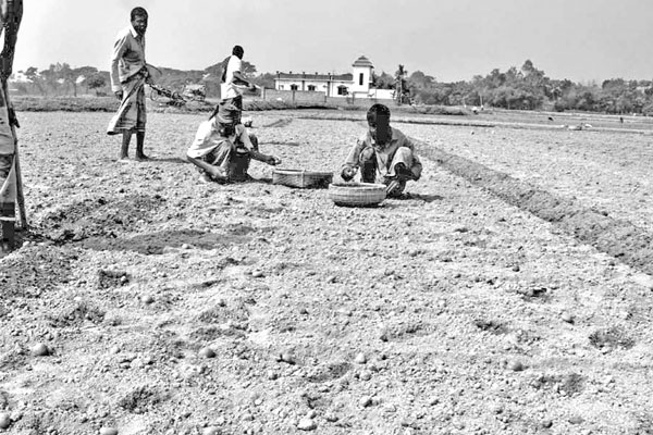 আগাম আলু আবাদে চাষিরা