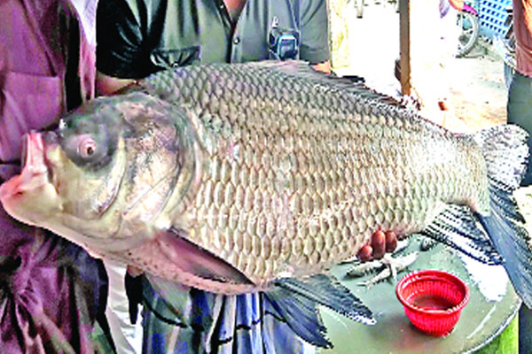 এক কাতলার ওজন ২০ কেজি