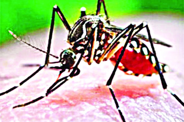 ডেঙ্গুতে আরও ১৩ জনের মৃত্যু
