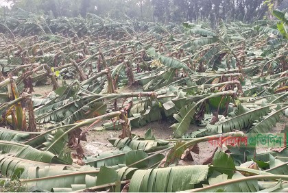 ঝিনাইদহে হঠাৎ ঝড়ে ব্যাপক ক্ষতি