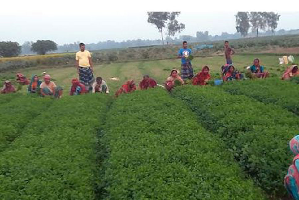 মানিকগঞ্জে ধনে পাতা চাষে লাভবান চাষিরা

