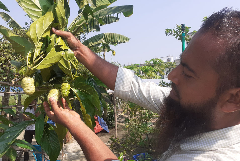 কুমিল্লায় জনপ্রিয় হচ্ছে ননী ফল

