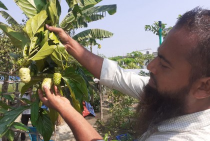 কুমিল্লায় জনপ্রিয় হচ্ছে ননী ফল

