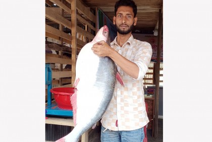 ইলিশের জালে ধরা পরলো ১৪ কেজির পাঙ্গাশ 