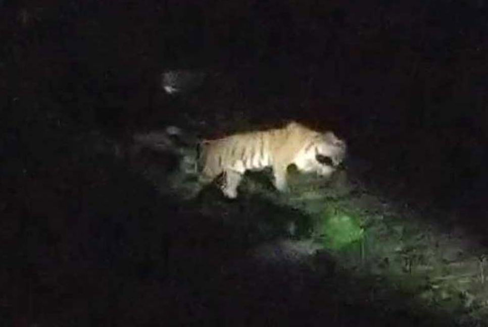 সুন্দরবনের রেঞ্জ অফিস প্রাঙ্গনে বাঘ