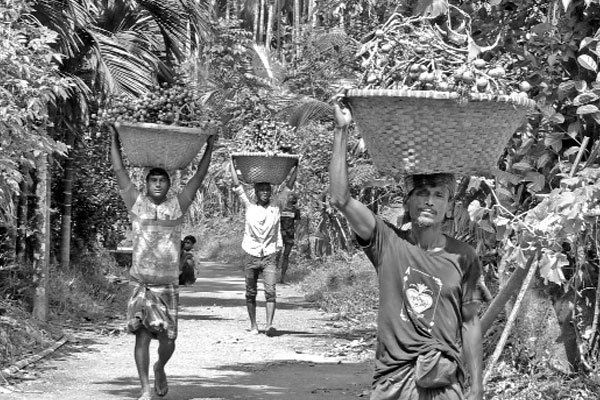 ৬০০ কোটি টাকার সুপারি উৎপাদন