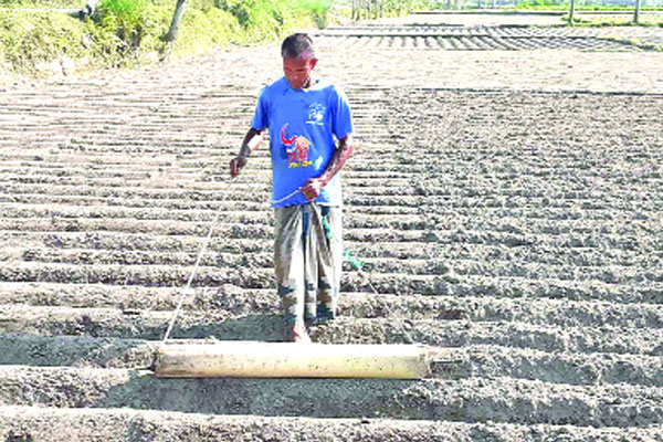 আলু চাষে জনপ্রিয় হচ্ছে কলাগাছের রোলার ব্যবহার