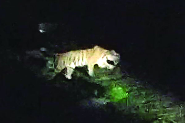রেঞ্জ অফিস চত্বরে বাঘের ৬ ঘণ্টা