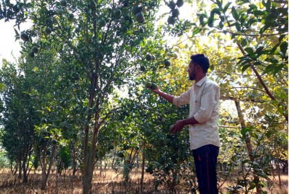 মিশ্র ফল বাগান করে তাক লাগালেন মামুন
