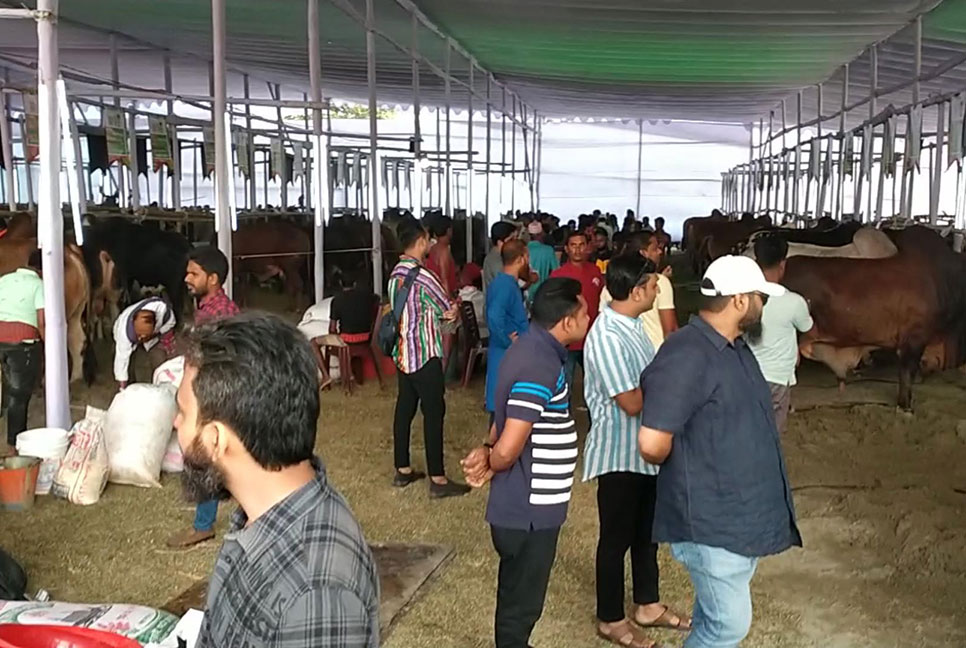 চুয়াডাঙ্গায় দুই দিনব্যাপী গরু মেলা 