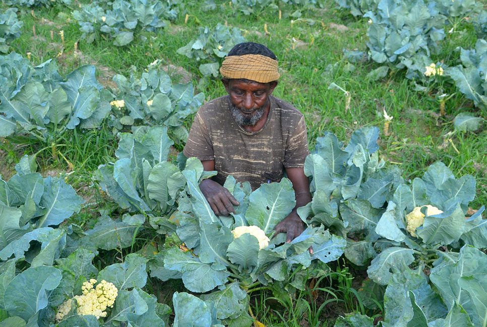 বগুড়ায় মাঠে মাঠে শোভা পাচ্ছে শীতকালীন সবজি