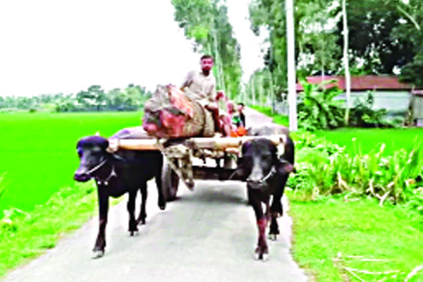 সেই মহিষের গাড়ি