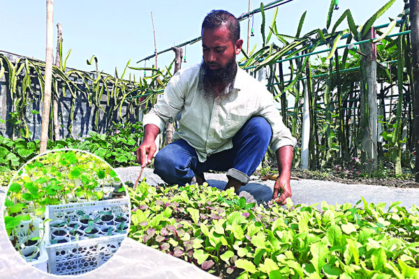 ৩৬ ধরনের ফল-ফসলে রঙিন পশ্চিমপাড়া