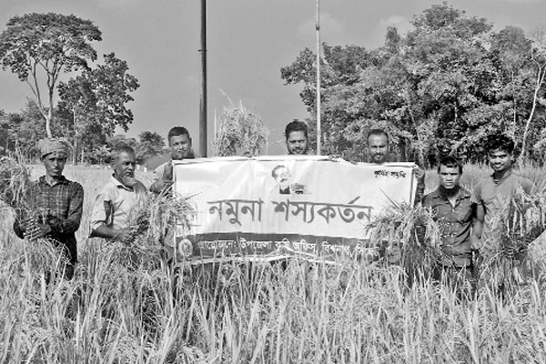 স্বল্পমেয়াদি আমন ধানের নমুনা শস্য কাটা শুরু