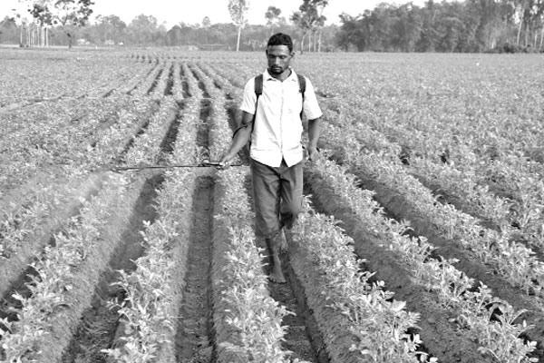 আগাম আলুতে স্বপ্ন বুনছেন কৃষক
