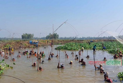 ঐতিহ্যবাহী শাইল-সিন্দুর খালে মাছ ধরার উৎসব