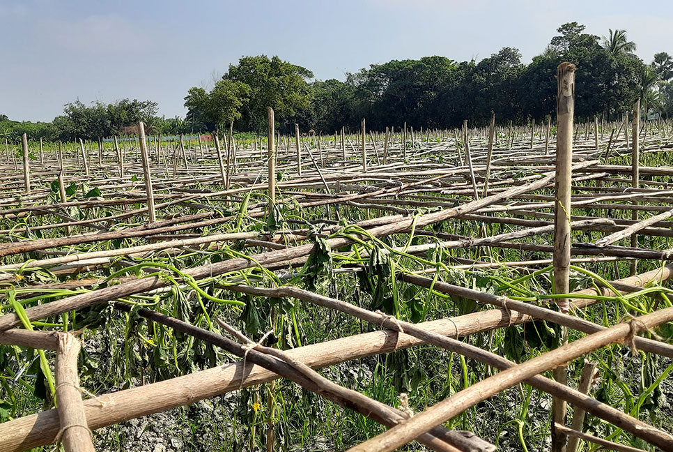কৃষকের জমির শসা গাছ কেটে দিয়েছে দুর্বৃত্তরা