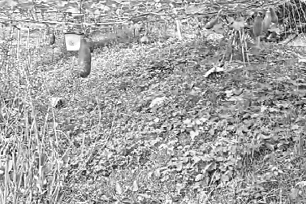 অনাবাদি ও জলাবদ্ধ জমিতে ডালি পদ্ধতিতে চাষাবাদ
